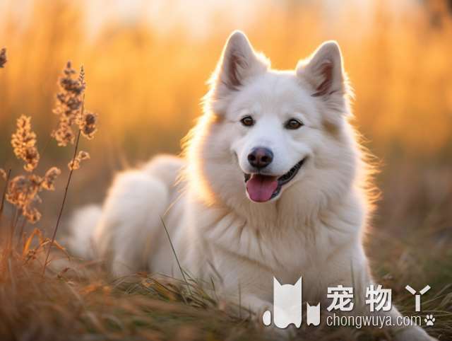 金毛犬特点简述