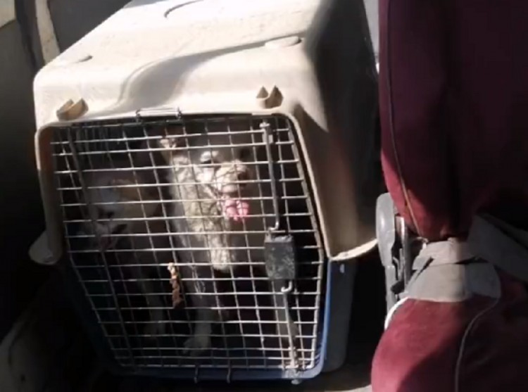 甘肃：养殖场里的两只小狗，就算把航空箱当避风港，也信任着人类